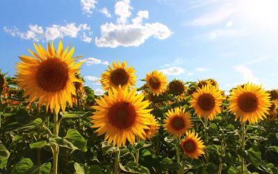 Guide to Sunflower Fields Near Columbus