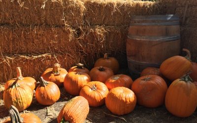 10 Festive Places to Pick Pumpkins in Central OH