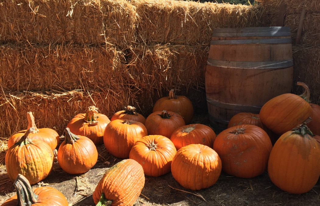 10 Festive Places to Pick Pumpkins in Central OH