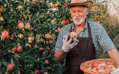 7 U-Pick Apple Farms and Orchards to Check Out  This Season
