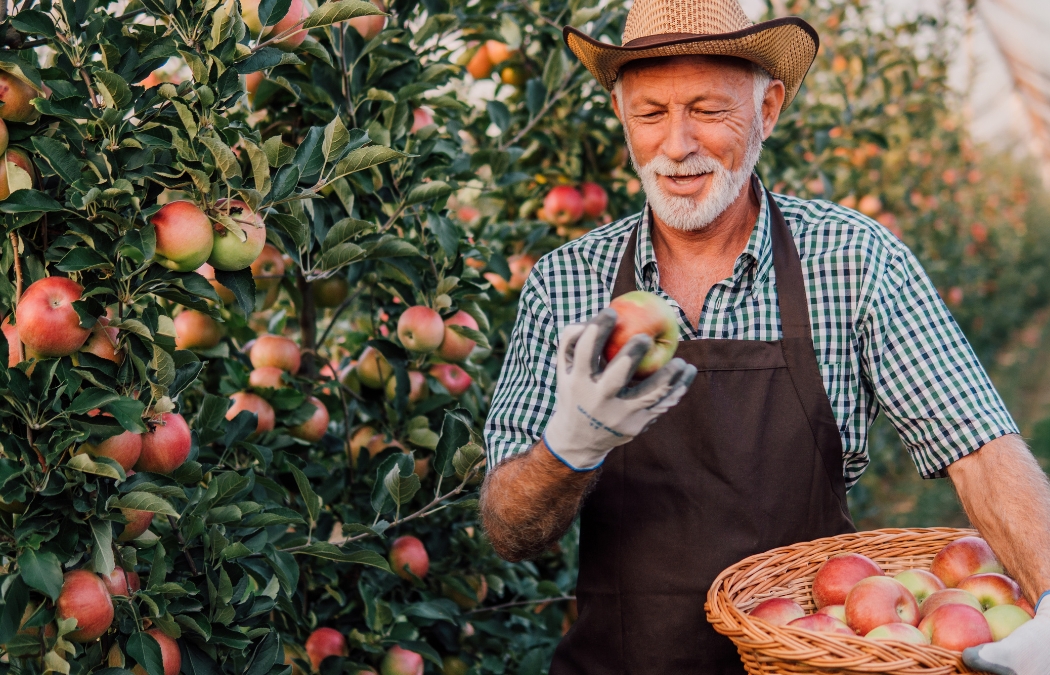 7 U-Pick Apple Farms and Orchards to Check Out  This Season