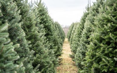 7 Nearby Spots to Find Your Perfect Christmas Tree