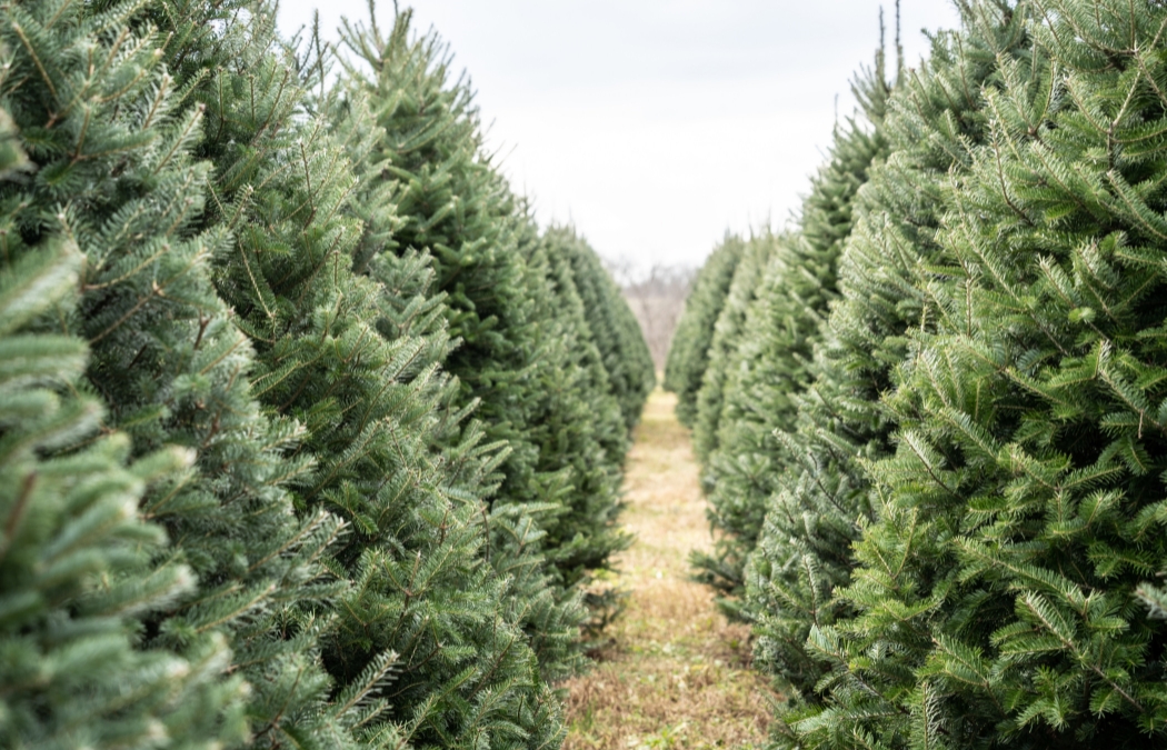 7 Nearby Spots to Find Your Perfect Christmas Tree