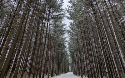 Ultimate Guide to the Best Winter Hiking Spots in Central Ohio