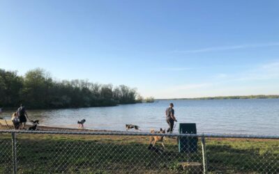 The 8 Best Dog Parks Perfect For Your Playful Pup in Central Ohio