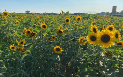 7 Sunflower Fields in Central Ohio You Need To Check Out