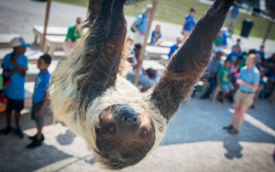 Yoga with Sloths? Yes, It’s a Thing and It’s Coming to Columbus…