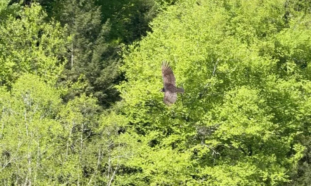 A vulture flies over the Gorge at Conkle's Hollow State Nature Preserve in Ohio.