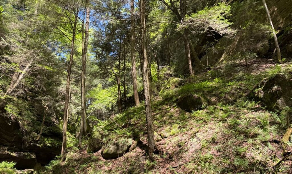 Trees growing from the Black Hand Sandstone at Conkle's Hollow in Ohio.