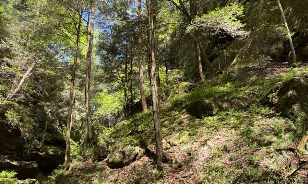 Trees growing from the Black Hand Sandstone at Conkle's Hollow in Ohio.