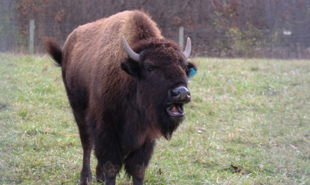 Run With the Buffalo: The Craziest Metro Park in the United States Is in Ohio