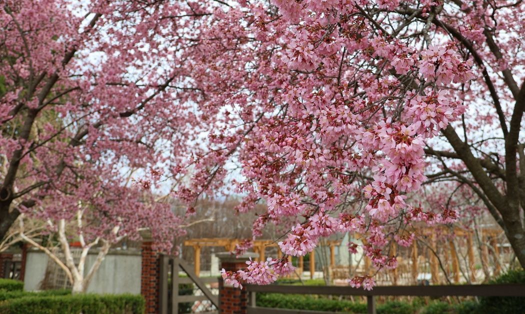 Your Guide to the 2026 Greater Columbus Cherry Blossom Festival
